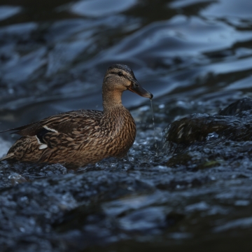 canard colvert_20250714_a
